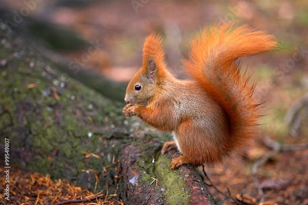 Fototapeta Eichhörnchen
