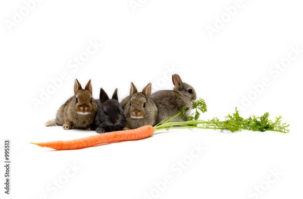 Obraz bunnies and a carrot
