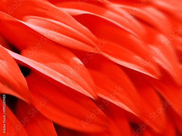 Fototapeta 赤い鳥の翼に模した連続する優美でエキゾチックなダリアの花びらレタッチテクスチャー