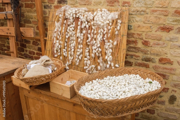 Obraz Bachi da seta e bozzoli su carta