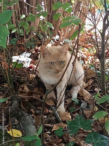 Obraz cat on the tree