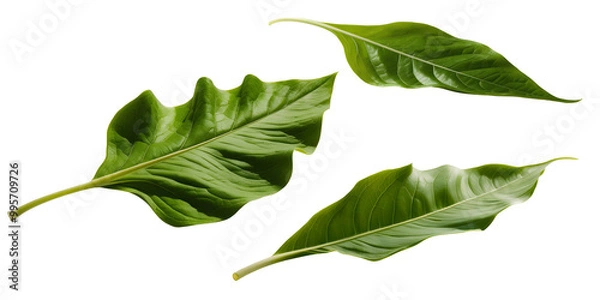 Obraz leaf isolated