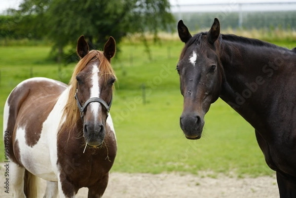 Fototapeta Beautiful brown horse horses on a green grass field 
