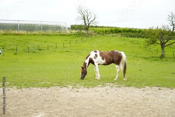 Obraz Beautiful brown and white spotted horse horses on a green grass field