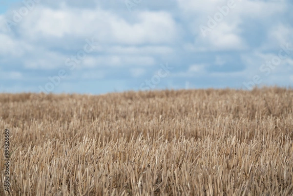 Obraz weiße Wolken über einem frisch gemähtem Feld