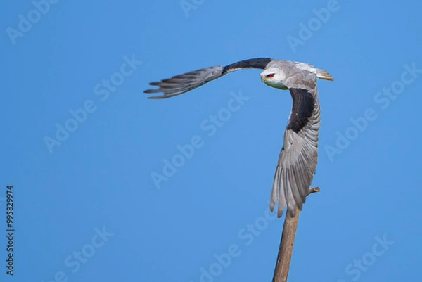 Obraz Black shoulder kite