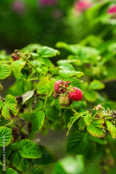 Fototapeta Branch with ripe raspberry in the garden. Selective focus. Shallow depth of field.
