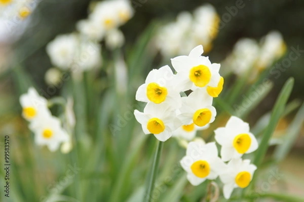 Fototapeta 日本水仙