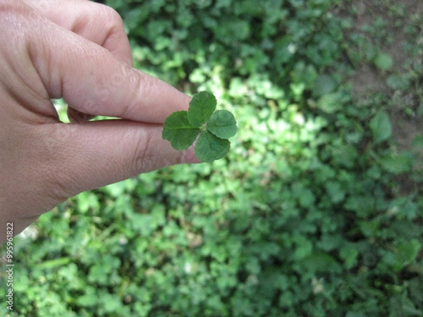 Obraz 네잎클로버