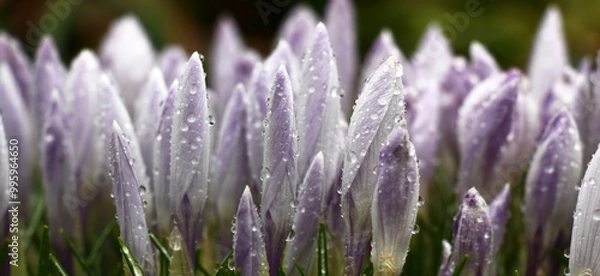 Fototapeta Big group of crocuses with not opened buds. In total in water drops after a rain.