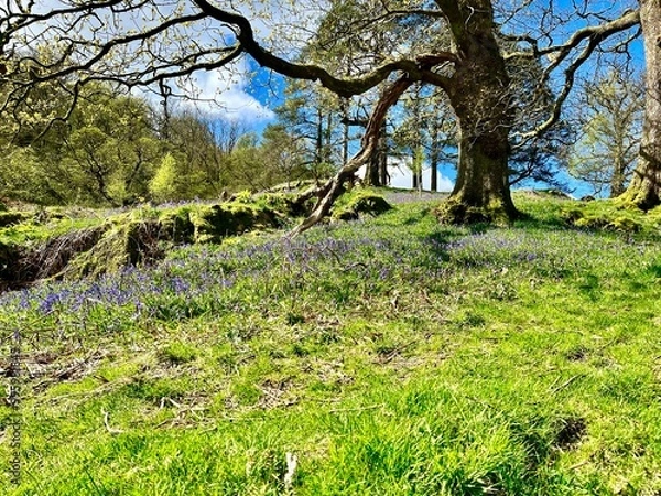 Fototapeta Open grassy area with a large, gnarled tree surrounded by wildflowers, under a bright blue sky.