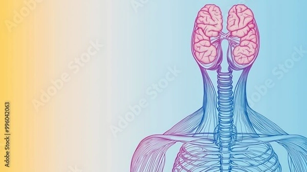 Fototapeta Illustration of human anatomy showing brain and spine on a gradient background.
