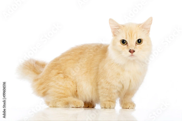 Obraz White cat Munchkin on white background