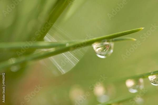 Fototapeta Macro Image of Water Drops on Pine Needles