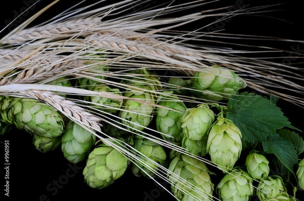 Obraz Beer brewing ingredients: Hops and barley