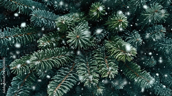 Fototapeta Snowy Christmas tree branches or snowy Christmas fir tree on a dark green background
