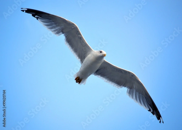 Obraz Чайка летит на фоне неба