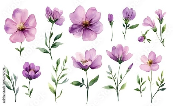 Fototapeta Watercolor wild flower clipart, pink and purple flowers on a white background, in different angles and poses. 
