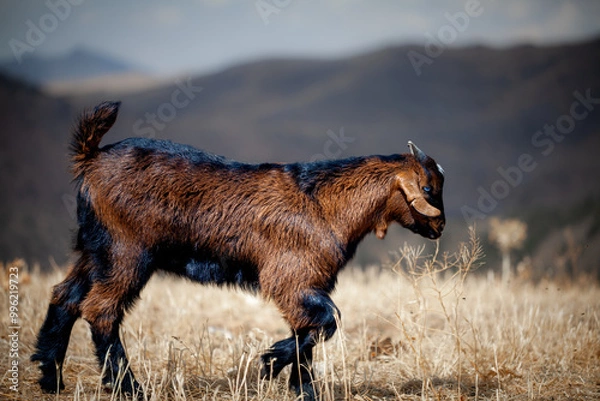Fototapeta A young brown and black goat with short horns walks through a dry, grassy landscape with distant mountains blurred in the background.