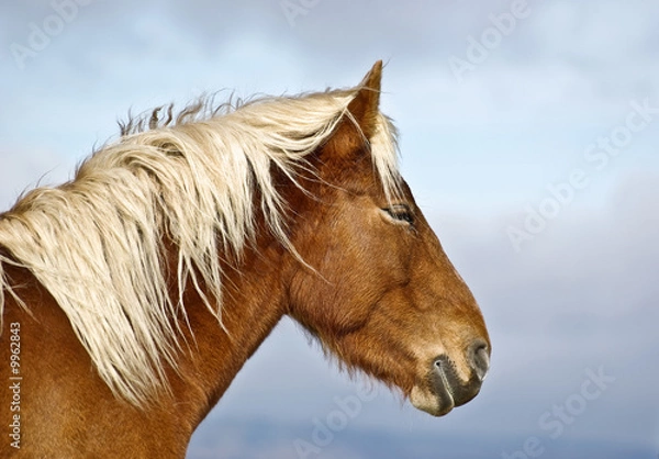 Obraz Cheval de trait