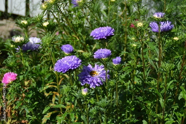 Fototapeta Цветы