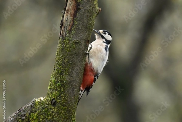 Obraz picchio rosso maggiore