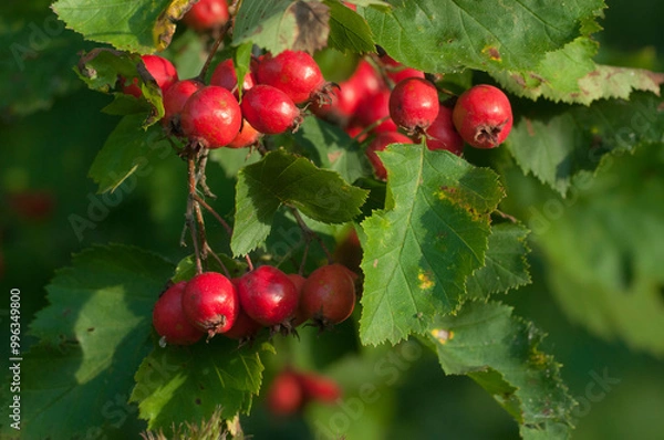 Obraz Crataegus sanguinea berries in an autumn garden, close up shot
