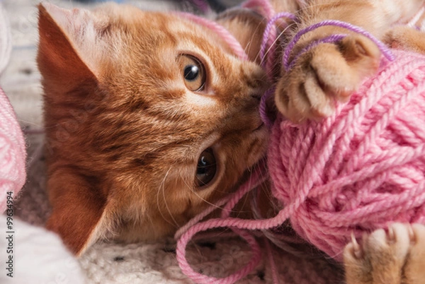 Fototapeta kitten next to a ball of yarn