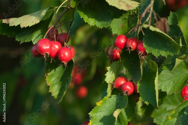 Obraz Crataegus sanguinea berries in an autumn garden, close up shot