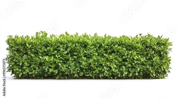 Fototapeta A neatly trimmed hedge stands alone against a white background, offering a vibrant green contrast.