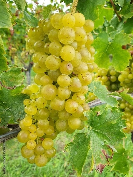 Obraz gelber Muskateller