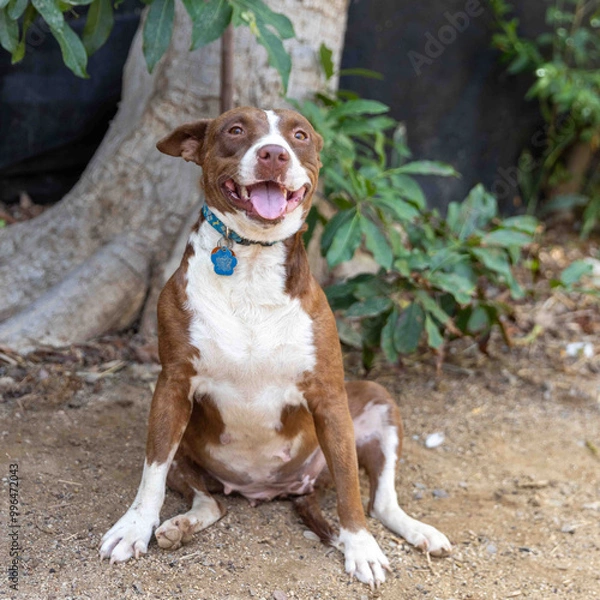 Fototapeta Brown mixed breed dog in a forest