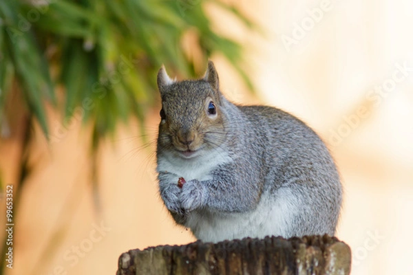 Fototapeta Grey Squirrel (Sciurus carolinensis)