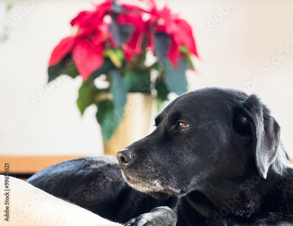 Obraz Sideshot of a black Labrador dog face, relaxing in door