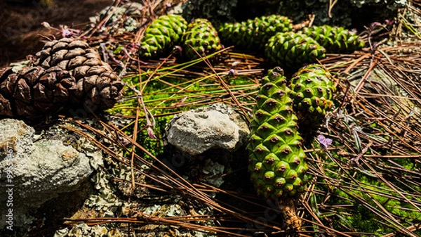 Obraz Closeup of Pine Cone Resting on Forest Floor, Surrounded by Fallen Pine Needles and Moss, Nature Stock Image for Environmental Concepts, Forest Landscapes, and Botanical Photography.