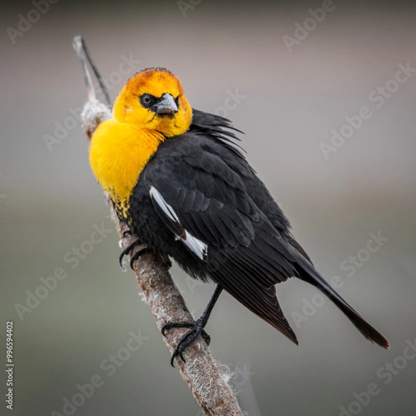 Obraz blackbird resting on cottontail