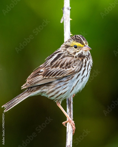 Obraz sparrow resting on twig