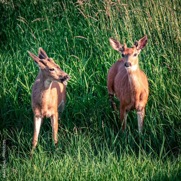 Obraz two young bucks in the grass