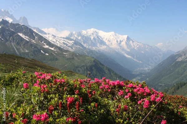 Obraz mont blanc i rododendrony