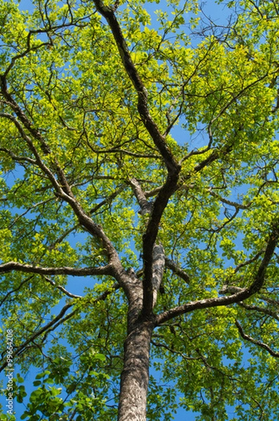 Fototapeta GREEN LEAF BACKGROUND and  blue sky.