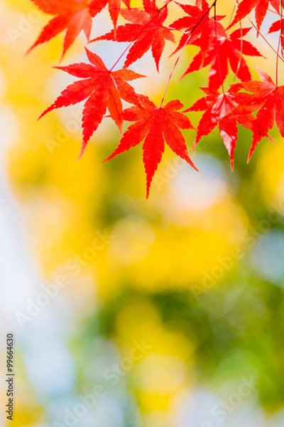 Fototapeta もみじ 
