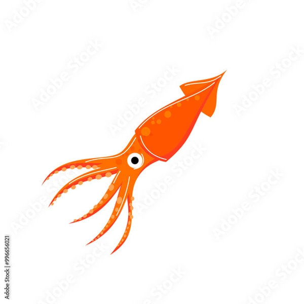 Obraz Squid on white background.