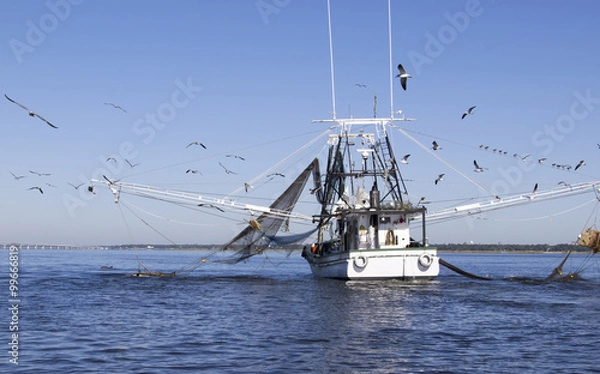 Fototapeta Shrimp boat Shrimping with dolphin