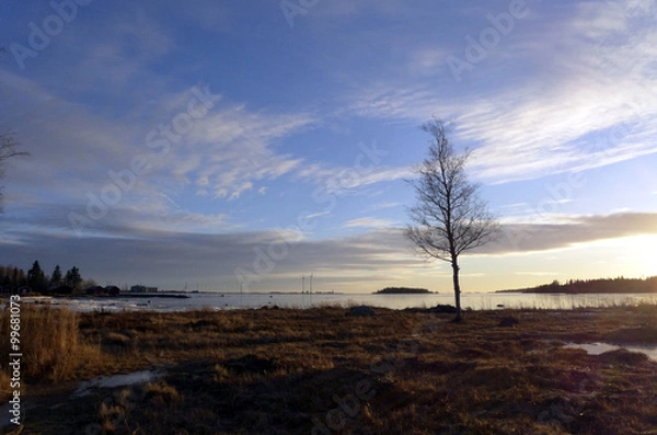 Fototapeta Birch tree 4