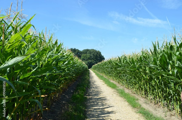 Obraz Cart track through corn field in rural Flanders