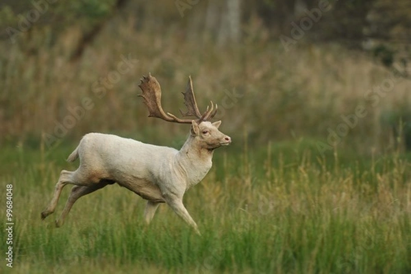 Obraz Fallow deer