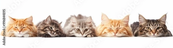 Fototapeta set of cat isolated on a white background