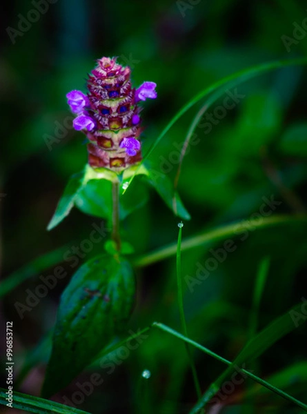 Obraz flores silvestres
