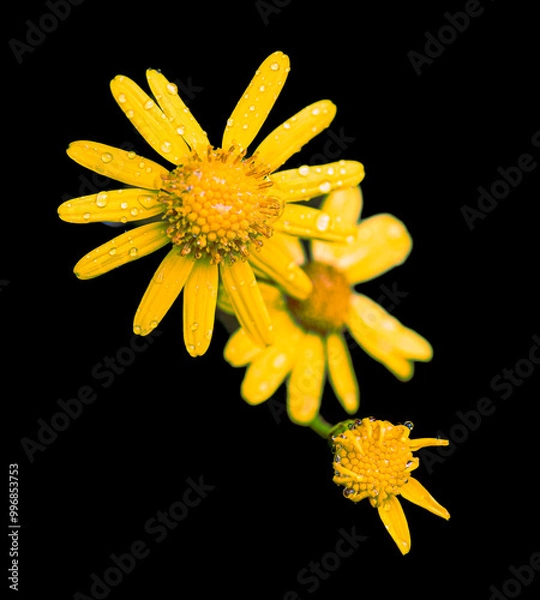 Fototapeta flores amarillas del bosque