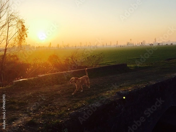 Obraz cane al tramonto